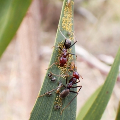Iridomyrmex purpureus (Meat Ant) at Cook, ACT - 4 Jan 2024 by CathB