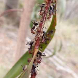 Iridomyrmex purpureus at Aranda Bushland - 5 Jan 2024