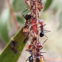 Iridomyrmex purpureus at Aranda Bushland - 5 Jan 2024