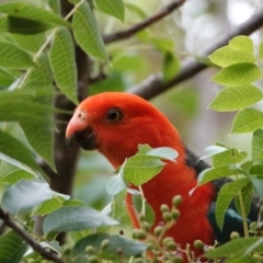 Alisterus scapularis (Australian King-Parrot) at Hall, ACT - 24 Jan 2024 by Anna123