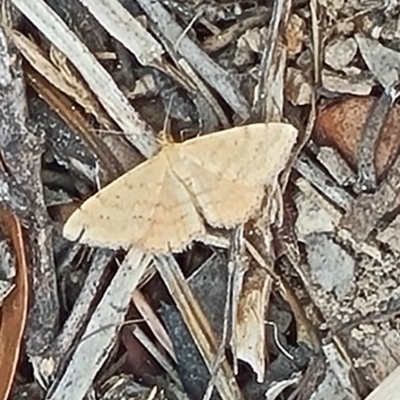 Scopula rubraria (Reddish Wave, Plantain Moth) at Little Taylor Grassland (LTG) - 19 Jan 2024 by galah681