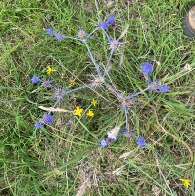 Eryngium ovinum (Blue Devil) at Fraser, ACT - 5 Jan 2024 by mcosgrove