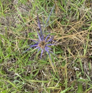 Eryngium ovinum at Dunlop Grassland (DGE) - 5 Jan 2024 03:54 PM