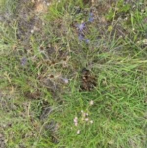 Eryngium ovinum at Dunlop Grassland (DGE) - 5 Jan 2024 03:54 PM