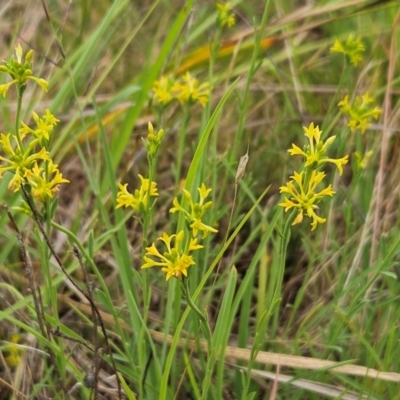 Pimelea curviflora var. sericea (Curved Riceflower) at The Pinnacle - 23 Jan 2024 by sangio7