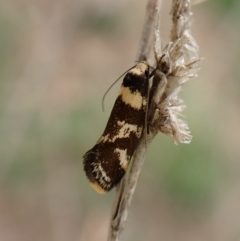 Isomoralla eriscota (A concealer moth) at Cook, ACT - 30 Dec 2023 by CathB