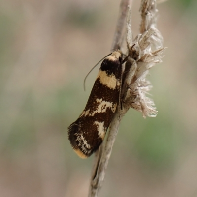Isomoralla eriscota (A concealer moth) at Cook, ACT - 30 Dec 2023 by CathB