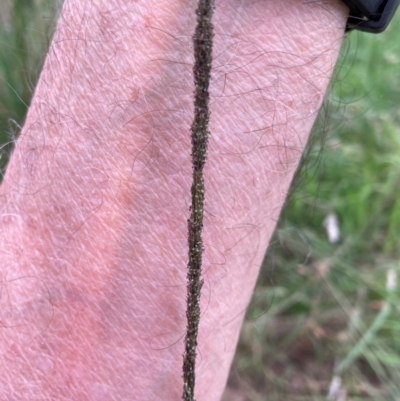 Sporobolus africanus (Parramatta Grass, Rat's Tail Grass) at Flea Bog Flat to Emu Creek Corridor - 24 Jan 2024 by JohnGiacon