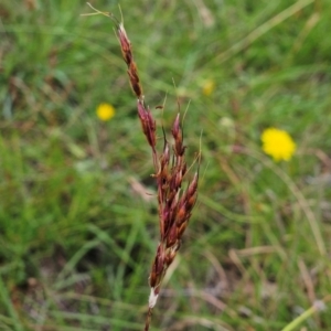 Sorghum leiocladum at The Pinnacle - 23 Jan 2024