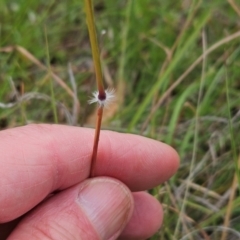 Sorghum leiocladum at The Pinnacle - 23 Jan 2024