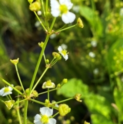 Alisma plantago-aquatica (Water Plantain) at Dunlop Grasslands - 5 Jan 2024 by mcosgrove