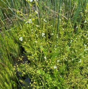 Alisma plantago-aquatica at Dunlop Grasslands - 5 Jan 2024