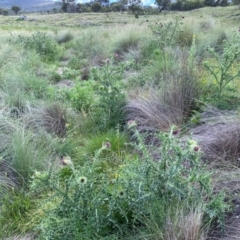 Carduus nutans (Nodding Thistle) at Namadgi National Park - 10 Jan 2024 by mcosgrove