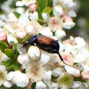 Phyllotocus navicularis at Cook, ACT - 27 Dec 2023