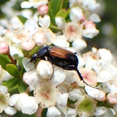 Phyllotocus navicularis (Nectar scarab) at Cook, ACT - 27 Dec 2023 by CathB