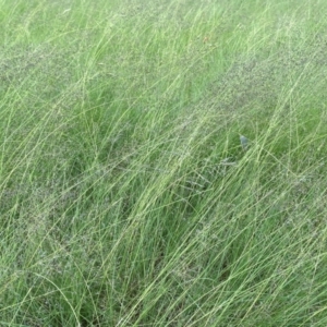 Eragrostis curvula at Giralang, ACT - 22 Jan 2024