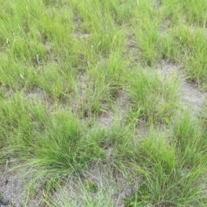 Eragrostis curvula at Giralang, ACT - 22 Jan 2024