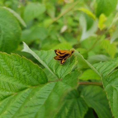 Ocybadistes walkeri (Green Grass-dart) at Stirling, ACT - 24 Jan 2024 by DesB