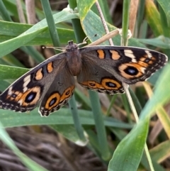 Junonia villida (Meadow Argus) at Whitlam, ACT - 23 Jan 2024 by SteveBorkowskis