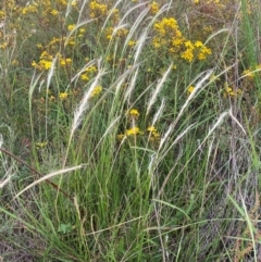 Dichelachne crinita (Long-hair Plume Grass) at Kama - 24 Jan 2024 by SteveBorkowskis