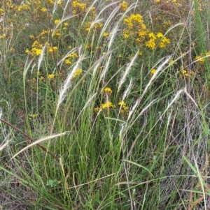 Dichelachne crinita at Molonglo River Reserve - 24 Jan 2024