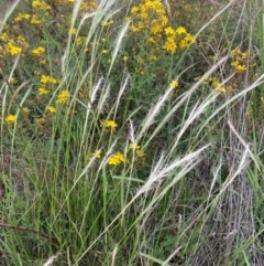 Dichelachne crinita at Molonglo River Reserve - 24 Jan 2024