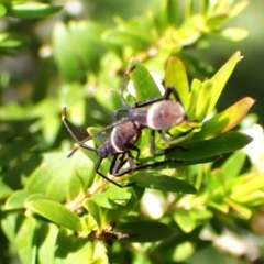 Mictis profana (Crusader Bug) at Cook, ACT - 27 Dec 2023 by CathB