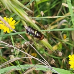 Odontomyia hunteri (Soldier fly) at Little Taylor Grassland (LTG) - 19 Jan 2024 by galah681