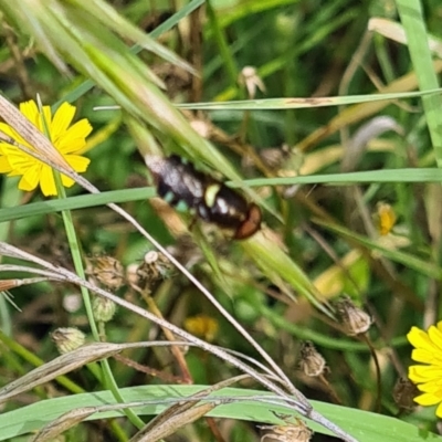 Odontomyia hunteri (Soldier fly) at Little Taylor Grasslands - 20 Jan 2024 by galah681