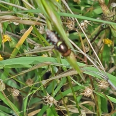 Odontomyia hunteri at Little Taylor Grassland (LTG) - 20 Jan 2024