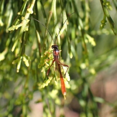 Ichneumonidae (family) at Mount Painter - 14 Dec 2023 by CathB