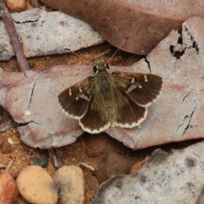 Toxidia parvula (Banded Grass-skipper) at Wingecarribee Local Government Area - 23 Jan 2024 by JanHartog