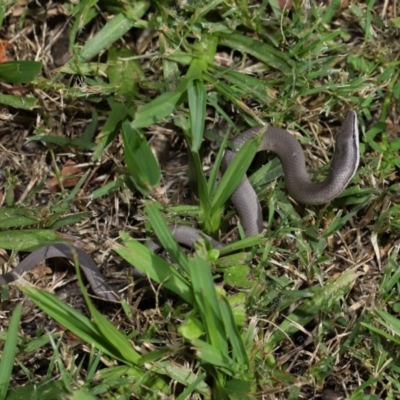 Lialis burtonis (Burton's Snake-lizard) at Wellington Point, QLD - 24 Jan 2024 by TimL