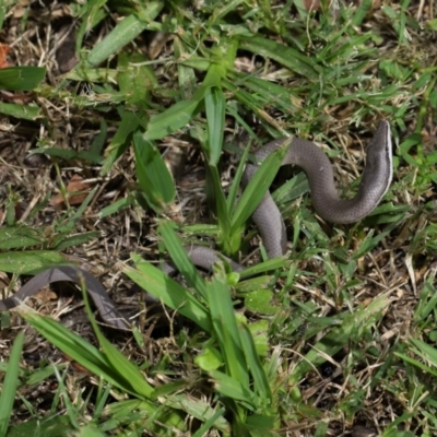 Unidentified Legless Lizard at Wellington Point, QLD - 23 Jan 2024 by TimL