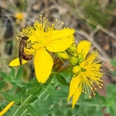 Lasioglossum (Parasphecodes) sp. (genus & subgenus) (Halictid bee) at Little Taylor Grassland (LTG) - 20 Jan 2024 by galah681