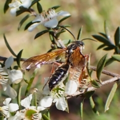 Tiphiidae (family) (Unidentified Smooth flower wasp) at Mount Painter - 26 Dec 2023 by CathB