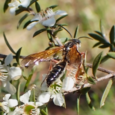 Tiphiidae (family) (Unidentified Smooth flower wasp) at Mount Painter - 26 Dec 2023 by CathB