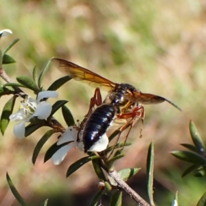 Tiphiidae (family) at Mount Painter - 26 Dec 2023 05:16 PM