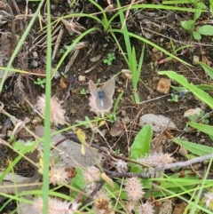 Zizina otis (Common Grass-Blue) at Little Taylor Grassland (LTG) - 20 Jan 2024 by galah681
