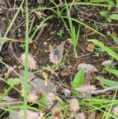 Zizina otis (Common Grass-Blue) at Little Taylor Grassland (LTG) - 20 Jan 2024 by galah681