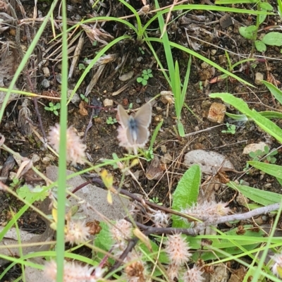 Zizina otis (Common Grass-Blue) at Little Taylor Grasslands - 19 Jan 2024 by galah681