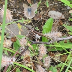 Zizina otis at Little Taylor Grassland (LTG) - 20 Jan 2024