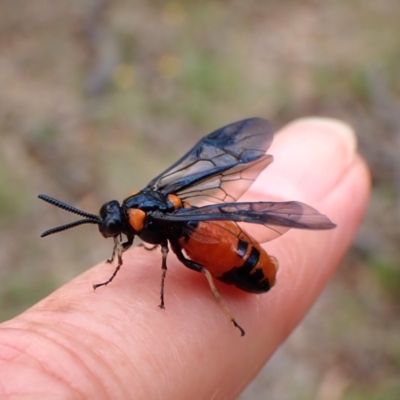 Lophyrotoma interrupta (Cattle Poisoning Sawfly) at Mount Painter - 31 Dec 2023 by CathB