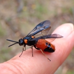 Lophyrotoma interrupta at Mount Painter - 31 Dec 2023 10:42 AM