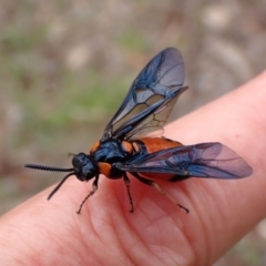 Lophyrotoma interrupta at Mount Painter - 31 Dec 2023 10:42 AM