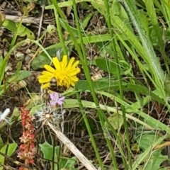 Lasioglossum (Chilalictus) sp. (genus & subgenus) (Halictid bee) at Little Taylor Grassland (LTG) - 19 Jan 2024 by galah681