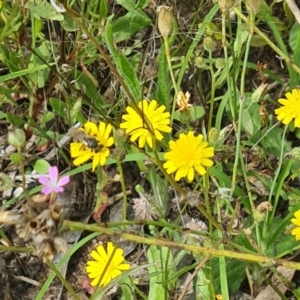 Lasioglossum (Chilalictus) sp. (genus & subgenus) at Little Taylor Grassland (LTG) - 20 Jan 2024 10:54 AM