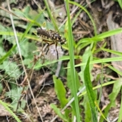 Thereutria amaraca (Spine-legged Robber Fly) at Little Taylor Grassland (LTG) - 20 Jan 2024 by galah681