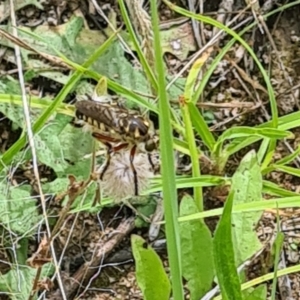 Thereutria amaraca at Little Taylor Grassland (LTG) - 20 Jan 2024