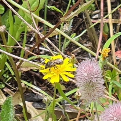 Lasioglossum (Chilalictus) sp. (genus & subgenus) (Halictid bee) at Kambah, ACT - 20 Jan 2024 by galah681